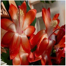 free ship  Zygocactus truncatus,Schlumbergera seeds,Indoor potted plants, green plants - 10 seeds seeds
