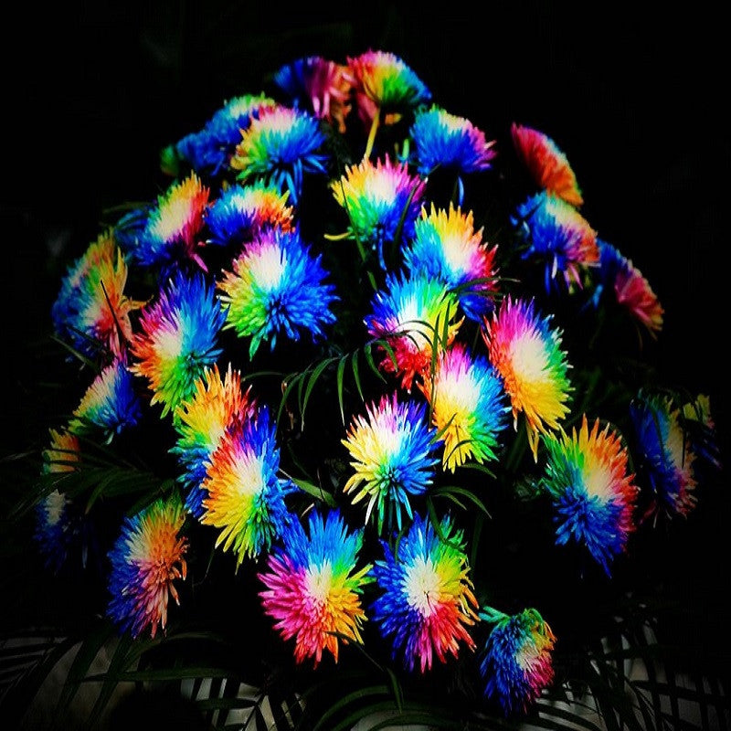 Rainbow200 seeds Chrysanthemum Flower Seeds rare color new arrival DIY Home Garden flower plant