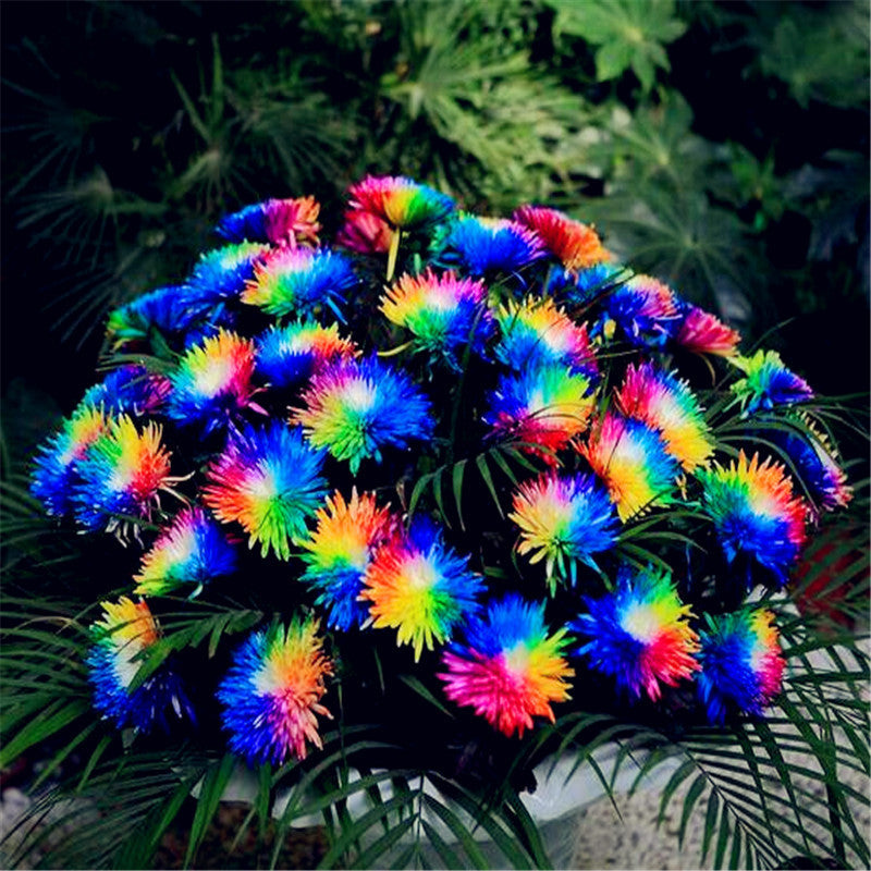 200 PCS/rainbow Chrysanthemum   Flower seeds china also is Himalayan orchid seeds  flower seeds for Home garden planting