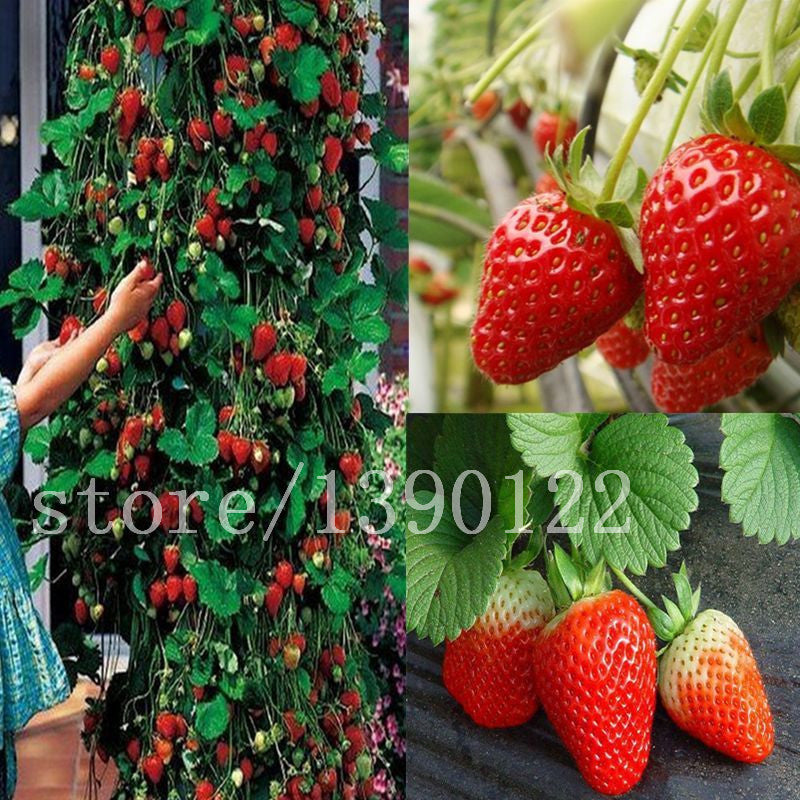 strawberry seed fruit 300 pcs climbing strawberry seeds big strawberry delicious fruit and v – shalalafortheworld