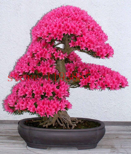 6 colors japanese sakura seeds 2015 new seeds Cherry Blossoms Seeds Japanese Cherry Cerasus Yedoensis Biji, Bonsai Flower Seeds