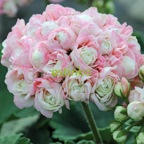 10pcs Rare Geranium Seeds Appleblossom Rosebud Pelargonium Perennial Flower Seeds Hardy Plant Bonsai Potted Plant Free Shipping
