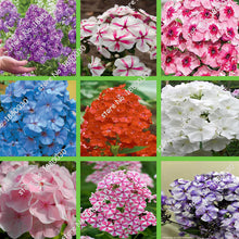 100PCS unique 24 different colors US phlox flowers potted bonsai seeds home garden