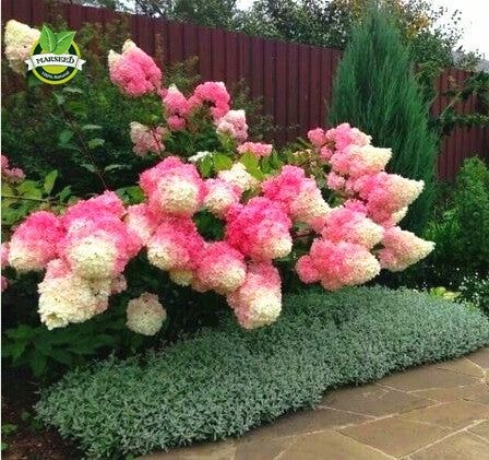 50 Vanilla Strawberry hydrangea Flower Seeds for planting in pot or ground  easy to grow flower seeds as bonsai or tree