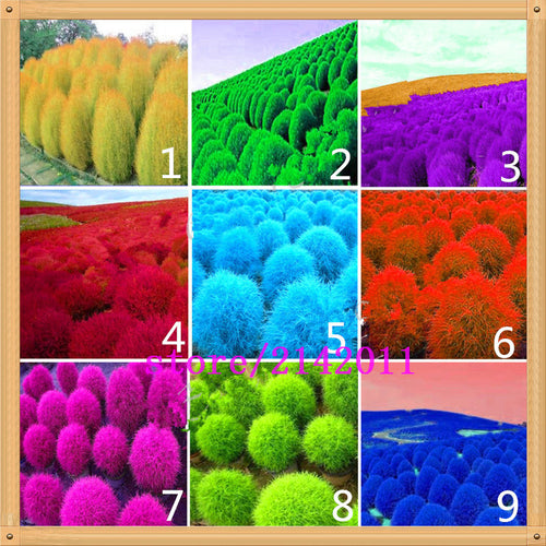 200 pcs/bag kochia,kochia scoparia,burning bush kochia scoparia,grass seeds,flower seeds,outdoor plant for home garden planting