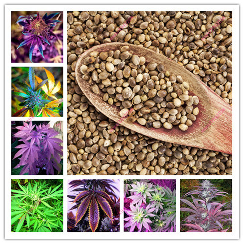 organic hemp seeds for planting 100 Pcs Indian Hemp seeds,Multi Color Flower Seeds,Home Garden Plantin – shalalafortheworld