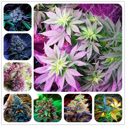 Exotic Seeds 100pcs Hemp Seeds Organic Herb Plant Sementes De Flores Raras  Gifts Perennial Flowers Garden Home Bonsai 2016 New