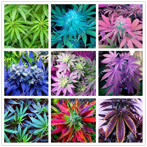 100pcs Hemp Seeds Organic Herb food,A healthy seeds vegetables,Perennial Flower seeds planta/plante for home garden