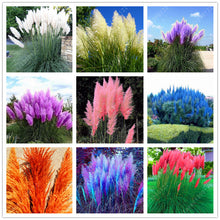 1200 PCS/package PAMPAS GRASS seeds ,rare reed flower seeds for home garden planting Selloana Seeds Garden decoration DIY!