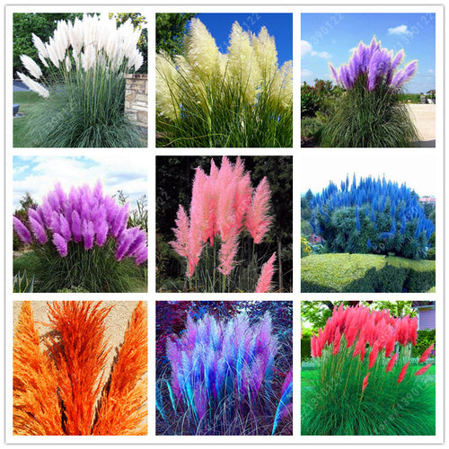 1200 PCS/package PAMPAS GRASS seeds ,rare reed flower seeds for home garden planting Selloana Seeds Garden decoration DIY!
