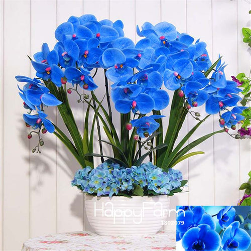 Hot Sale!9 Varieties Phalaenopsis Seeds Perennial Flowering Plants Potted Charming orchid Flowers Seed,50 pcs/bag,#44LI74
