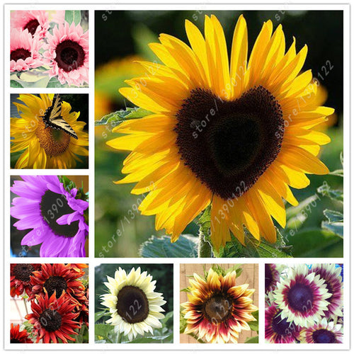 40 pcs/bag sunflower seeds,sunflower seeds for planting,bonsai flower seeds,10 colours,Natural growth for home garden planting