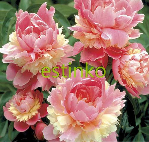 10pcs/lot Rare Heirloom Sorbet Robust Colorful Double Blooms Peony Tree Seeds Bonsai Plant Home Garden Free Shipping