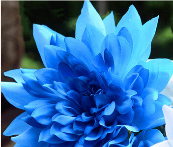 free ship Promotion!10 seeds  Blue Dahlia Seeds Beautiful Gardens Dahlia pinnata Bonsai Plant Flower Seeds Perennial