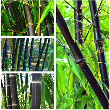100PCS Black Bamboo Seeds Phyllostachys Nigra Bonsai Seeds Home Garden  flower pot planters free shipping