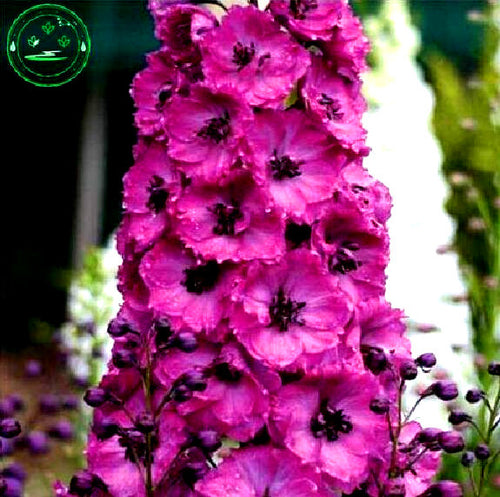 Bonsai seeds Forking Larkspur Salmon King (Delphinium consolida) Family garden decoration Organic Flower  free shipping 100PCS