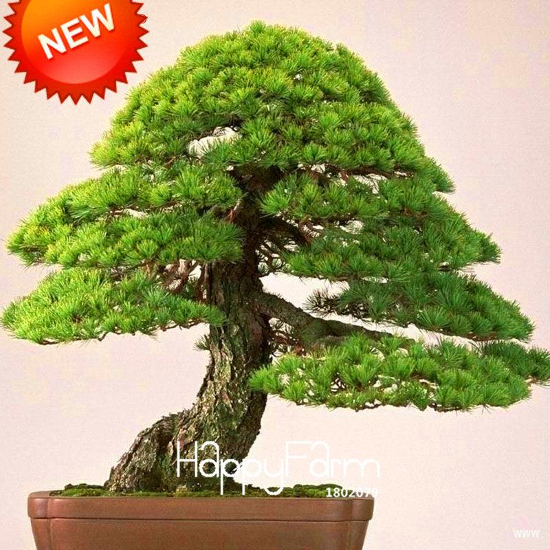 Best-Selling!Japanese Ornamental Potted Pine Seeds Osaka Bonsai Pine Tree Seeds 100 particles / lot,#8B9JQ4