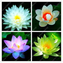 10pcs/bag lotus flower lotus seeds Aquatic plants bowl lotus water lily seeds Perennial Plant for home garden