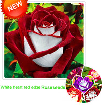 New Arrival!White Red Edge Rose Seeds Garden Seeds Plants Potted Rose Rare Flower Seeds Balcony Indoor 100 Seed/Bag,#NQY51O