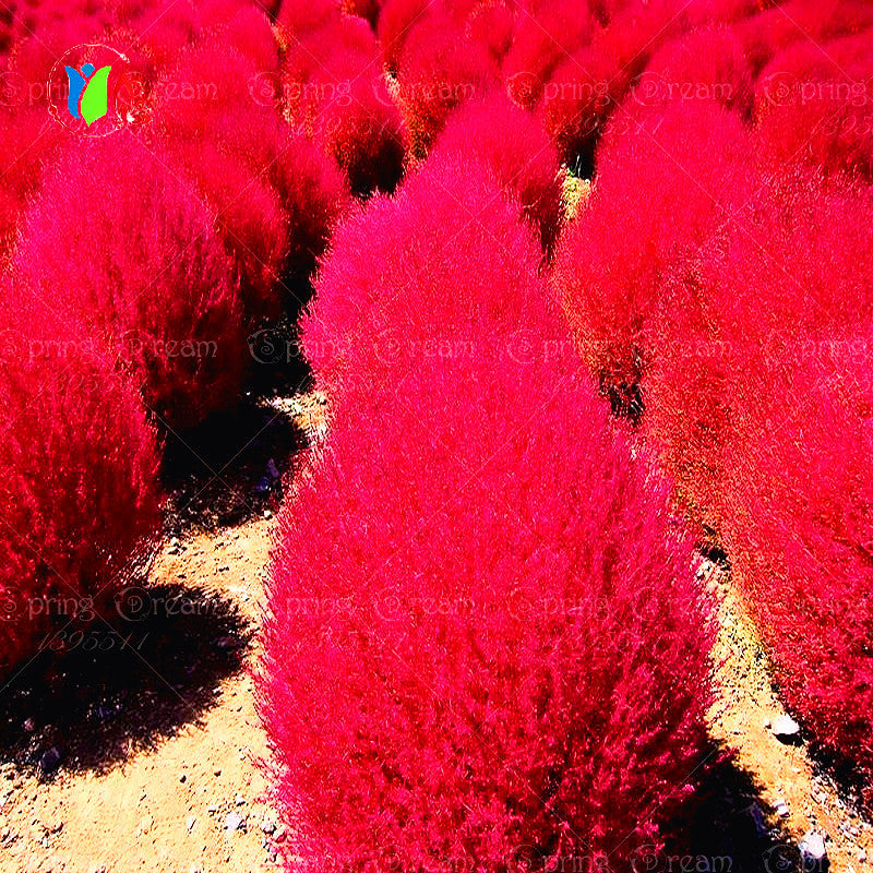 Grass seeds Perennial 300pcs Grass Burning Bush Kochia Scoparia Seeds Red Garden Ornamental easy grow