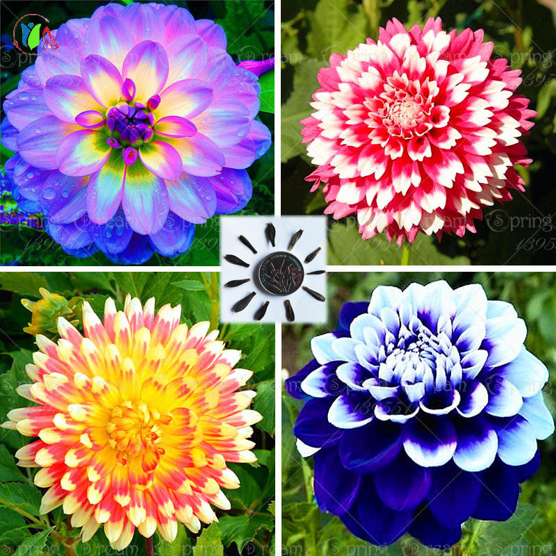 25/bag dahlia,dahlia flower Mixed Colors Dahlias Seeds For DIY Home Garden free shipping