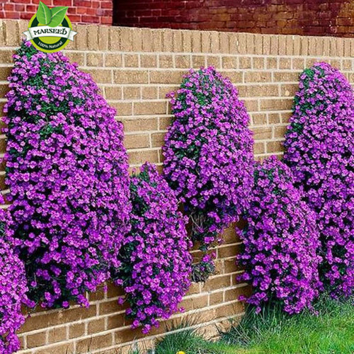 Flower seeds 100 Aubrieta Seeds - Cascade Purple FLOWER SEEDS, Superb perennial ground cover- Rock Cress