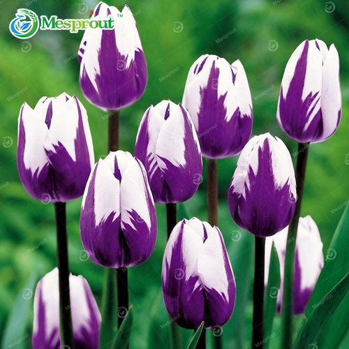 24Colors Perfume Tulip Seed High-grade Flower Bonsai Seeds, Most Beautiful and Colorful Tulip Plants Perennial Home Garden 10PCS