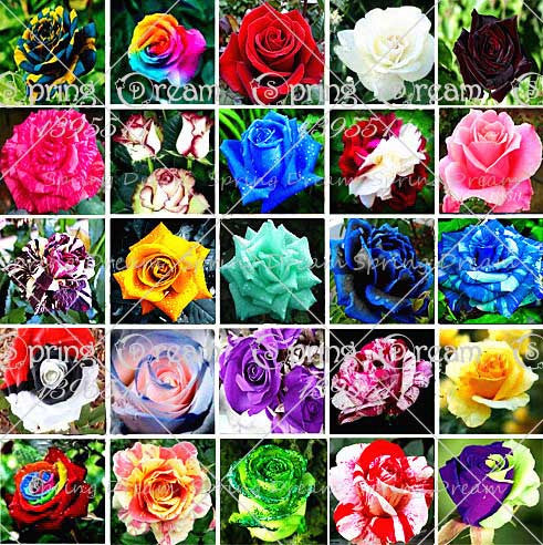 2016 25 Kinds Rose 100pcs/bag of one kind of rose seeds DIY bonsai pot Home Garden Decoration Flower seeds
