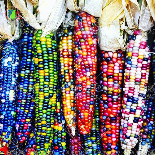 20 sweet rainbow corn seed,colorful vegetable seed corn grain cereals, 95%+ germination, High-Quality Vegetable for home garden