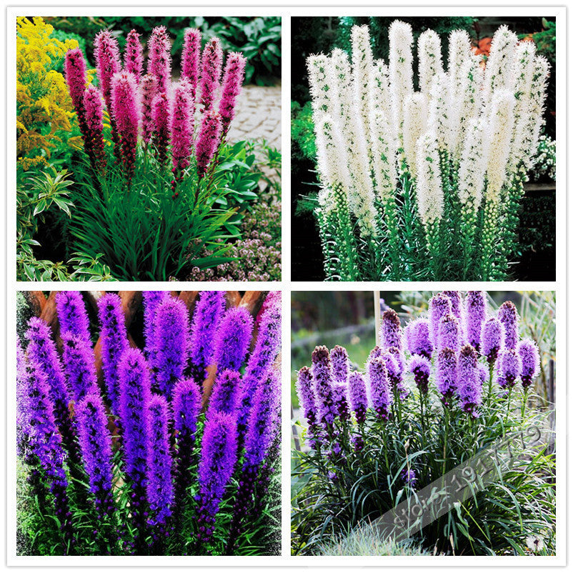 100pcs/Gayfeather (Liatris Spicata) seeds  Bonsai Plant flower seeds for home garden. Mixed Color,Perennial Native wildflowers !