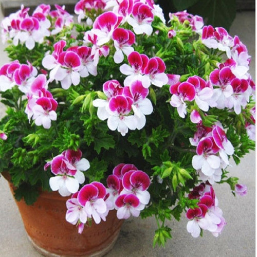 Two-color Red White Univalve Geranium Seeds Perennial Flower Seeds Pelargonium Peltatum Seeds for Indoor Rooms 10 seeds / Bag