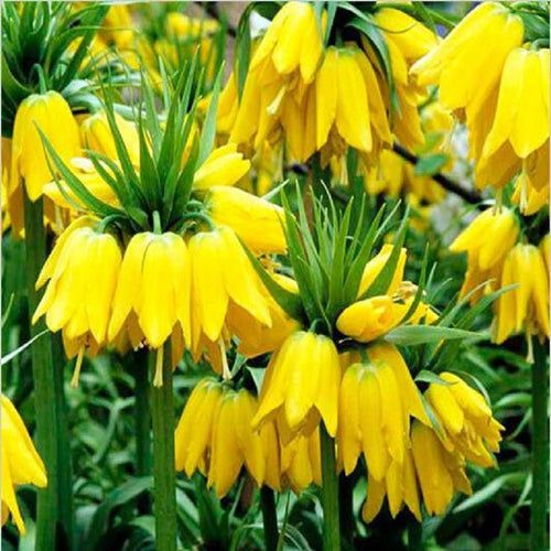 50 seeds Yellow Imperial Crown Seeds Fritillaria imperialis Lutea Seeds Easy To Grow  Plant