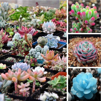 free ship 40 Mix Succulent seeds lotus Lithops Pseudotruncatella Bonsai plants Seeds for home & garden Flower pots planters
