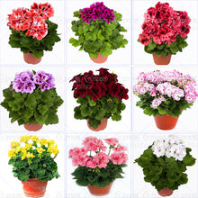 100pcs/bag geranium seeds Rare Variegated Geranium seed potted winter garden flower for bonsai plant for home garden