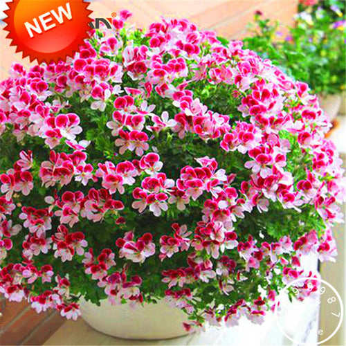 Big Sale!20 PCS/Bag Two-color Red White Univalve Geranium Seeds Perennial Flower Seeds Pelargonium Peltatum Seeds,#HNW8EY