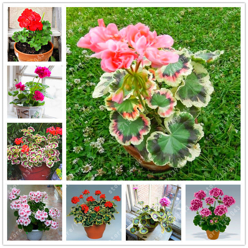 coral geranium seeds 100 pcs/bag geranium seed rare flower seeds Pelargonium Perennial Flow – shalalafortheworld