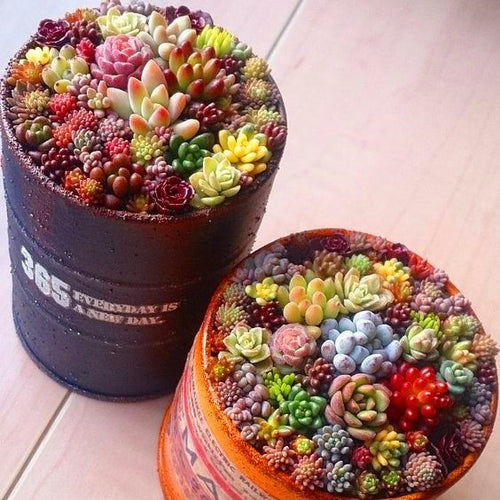 100pcs/bag mix lithops seeds rare succulent seeds Ass flower seeds Pseudotruncatella Living Stone bonsai mini garden plant