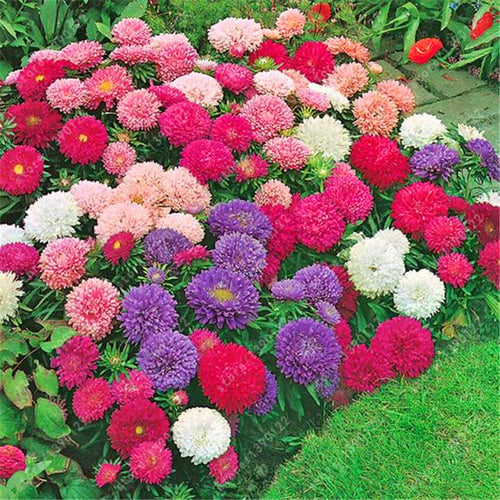 200 PCS/BAG aster seeds aster flower bonsai flower seeds rainbow chrysanthemum seeds Perennial flowers home garden plant