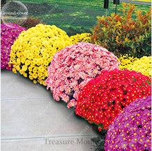100pcs/bag Ground-cover chrysanthemum seeds, chrysanthemum perennial bonsai flower seeds daisy potted plant for home garden