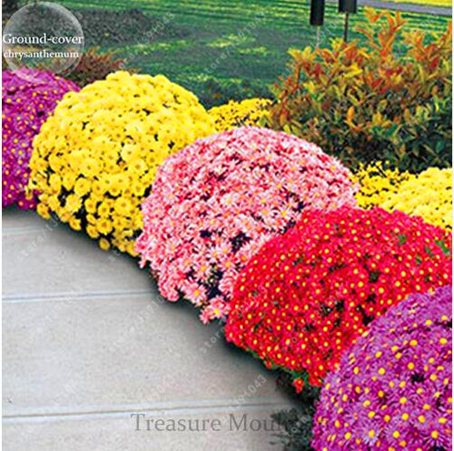 100pcs/bag Ground-cover chrysanthemum seeds, chrysanthemum perennial bonsai flower seeds daisy potted plant for home garden