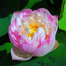 Flower seeds  Blue Lotus Seeds  Aquatic plants Water Plants Midnight Blue Lotus  10pcs  AA