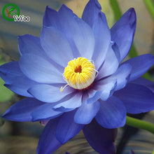 Flower seeds  Blue Lotus Seeds  Aquatic plants Water Plants Midnight Blue Lotus  10pcs  AA