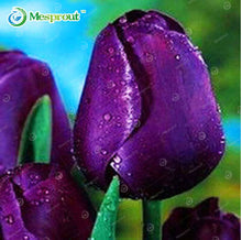 24Colors Perfume Tulip Seed High-grade Flower Bonsai Seeds, Most Beautiful and Colorful Tulip Plants Perennial Home Garden 10PCS