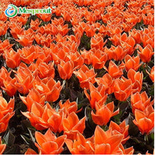 24Colors Perfume Tulip Seed High-grade Flower Bonsai Seeds, Most Beautiful and Colorful Tulip Plants Perennial Home Garden 10PCS