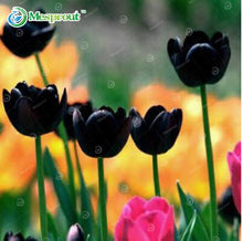 24Colors Perfume Tulip Seed High-grade Flower Bonsai Seeds, Most Beautiful and Colorful Tulip Plants Perennial Home Garden 10PCS