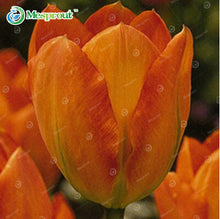 24Colors Perfume Tulip Seed High-grade Flower Bonsai Seeds, Most Beautiful and Colorful Tulip Plants Perennial Home Garden 10PCS