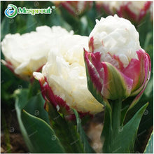 24Colors Perfume Tulip Seed High-grade Flower Bonsai Seeds, Most Beautiful and Colorful Tulip Plants Perennial Home Garden 10PCS