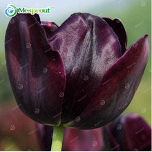 24Colors Perfume Tulip Seed High-grade Flower Bonsai Seeds, Most Beautiful and Colorful Tulip Plants Perennial Home Garden 10PCS
