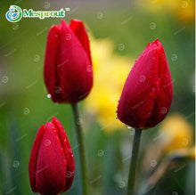 24Colors Perfume Tulip Seed High-grade Flower Bonsai Seeds, Most Beautiful and Colorful Tulip Plants Perennial Home Garden 10PCS