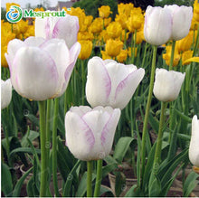 24Colors Perfume Tulip Seed High-grade Flower Bonsai Seeds, Most Beautiful and Colorful Tulip Plants Perennial Home Garden 10PCS